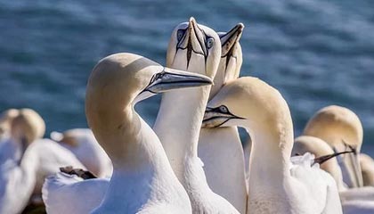 爱游戏大厅-群星共耀阿尔卑斯：瑞士军团以铁血协作铸就绿茵传奇