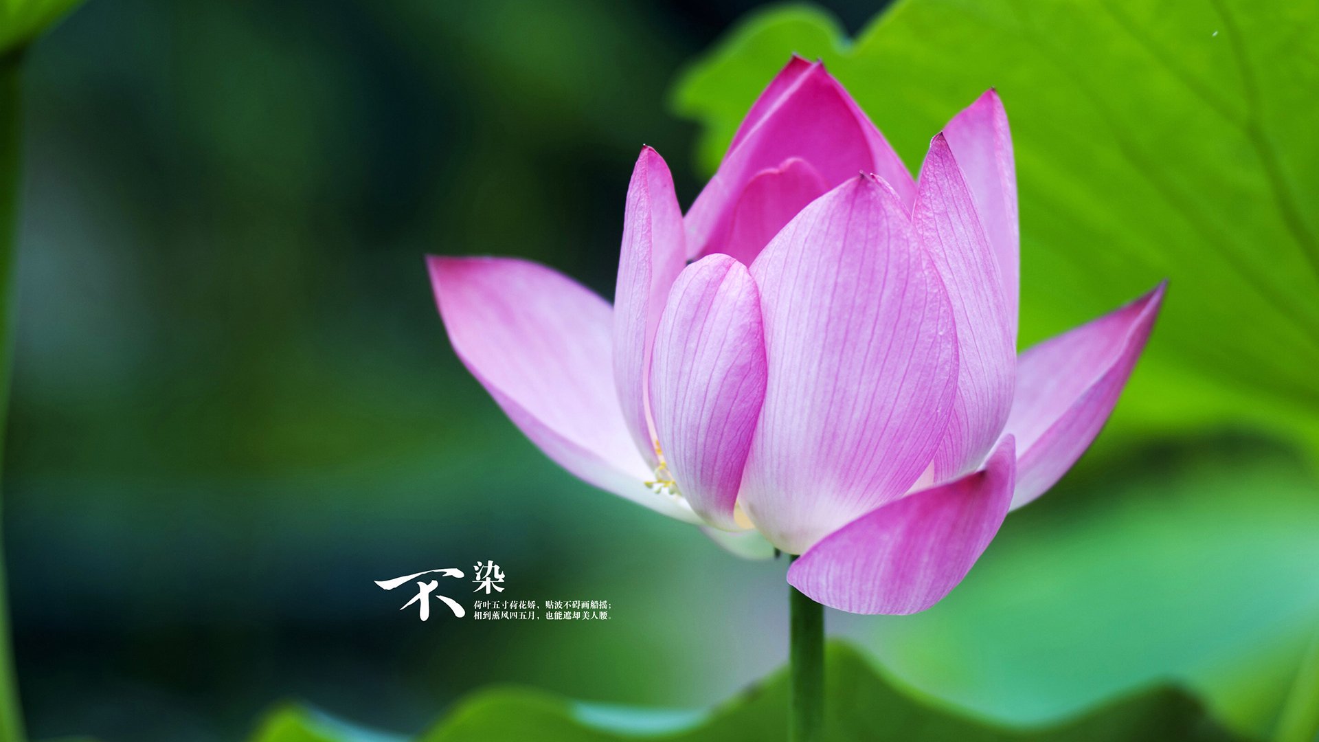 爱游戏官方入口-平行时空，克瓦拉茨赫利亚F1首秀称雄，爱尔兰绿茵场力挫比利时