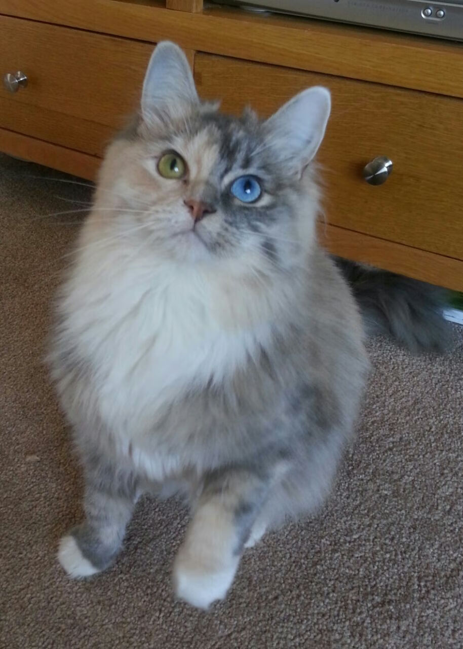 戈贝尔扛住质疑上演王者归来,国王队逆境爆发力克深圳