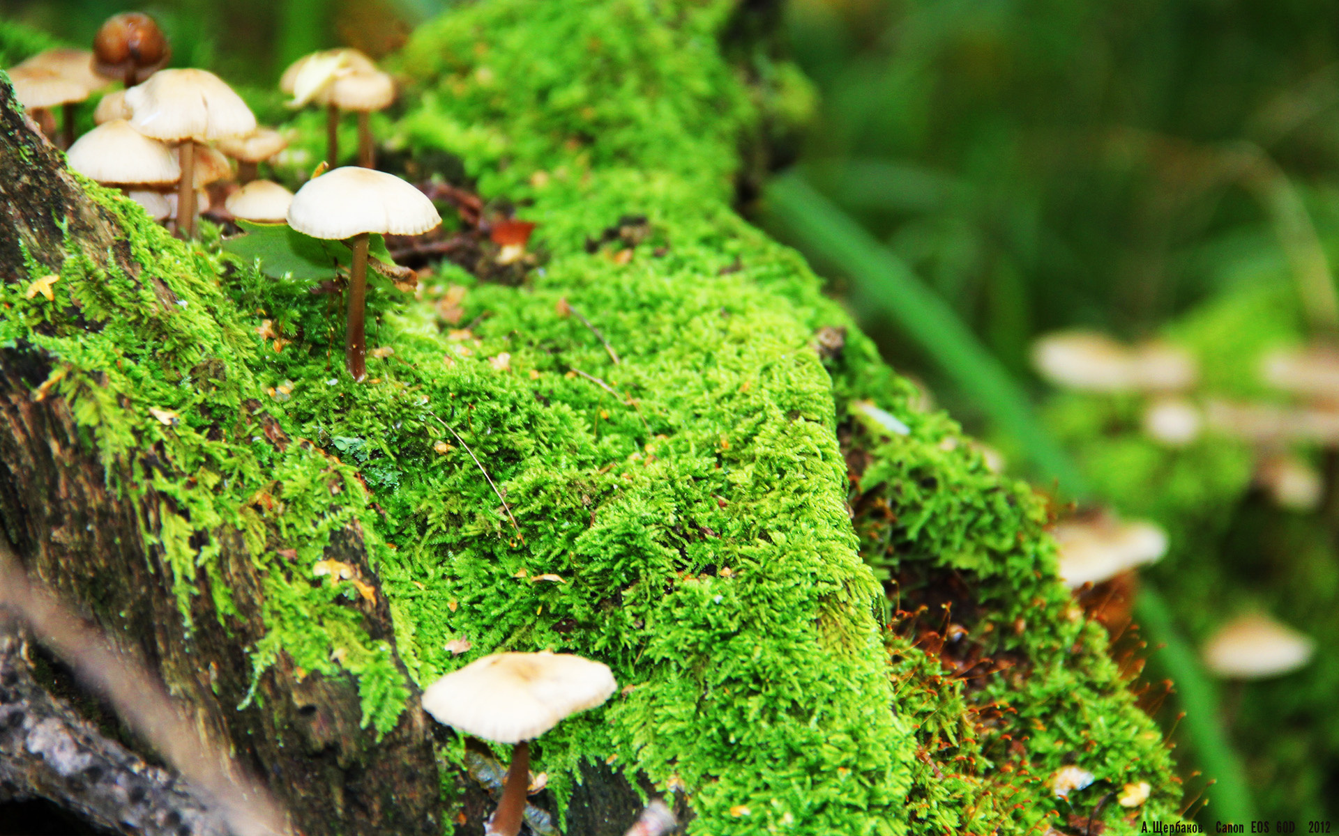 爱游戏下载-铁血与荣光，美加墨之夜，范戴克如何用一座防守的丰碑刷新纪录