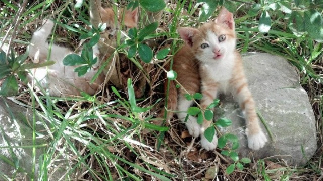 爱游戏在线-当乌克兰在补时绝杀苏格兰，德布劳内正在另一个赛场接管比赛