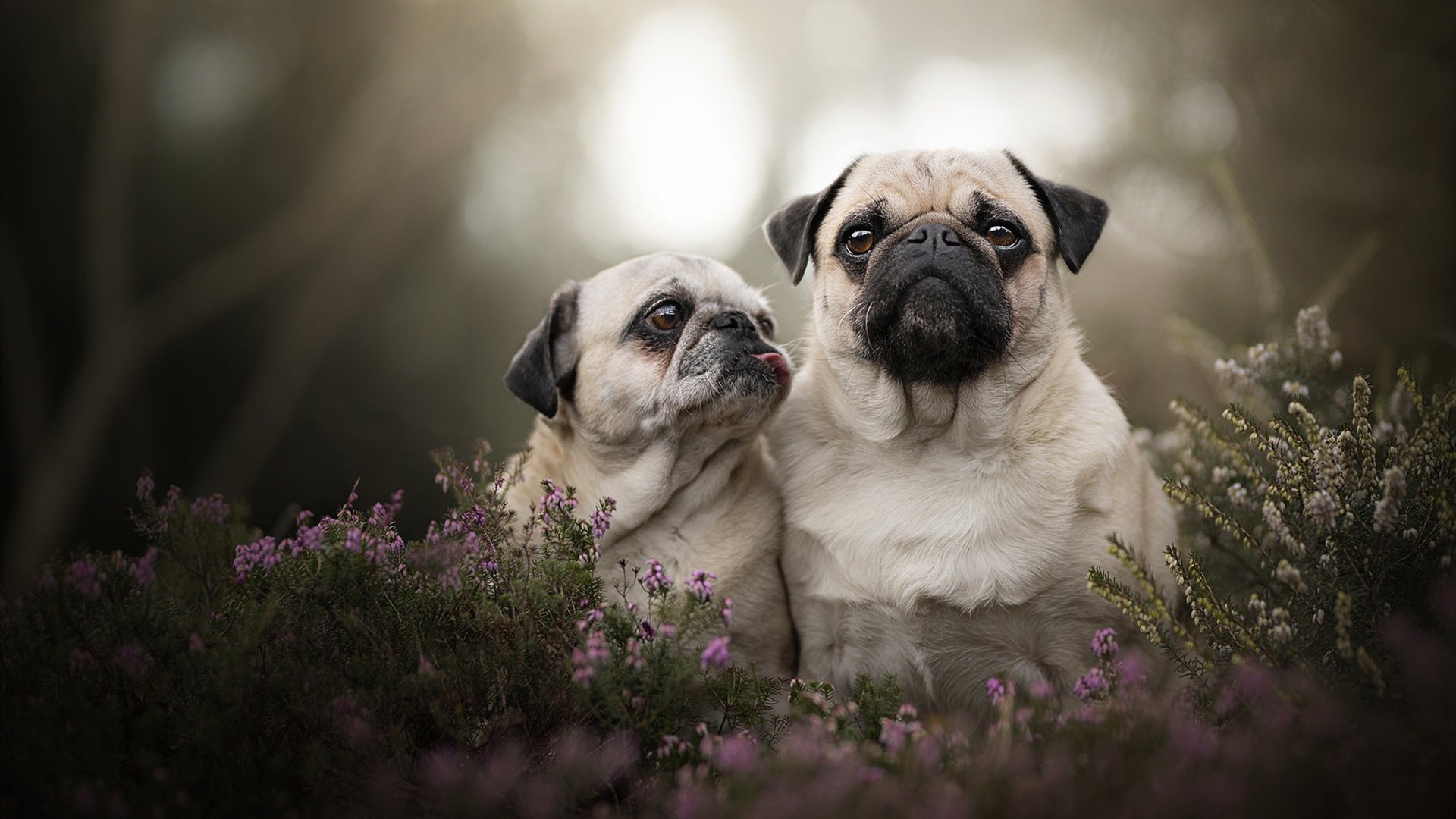 爱游戏下载-双屏之夜，伯纳乌的闪电与联合中心的绝杀，跨越时空的德比共鸣