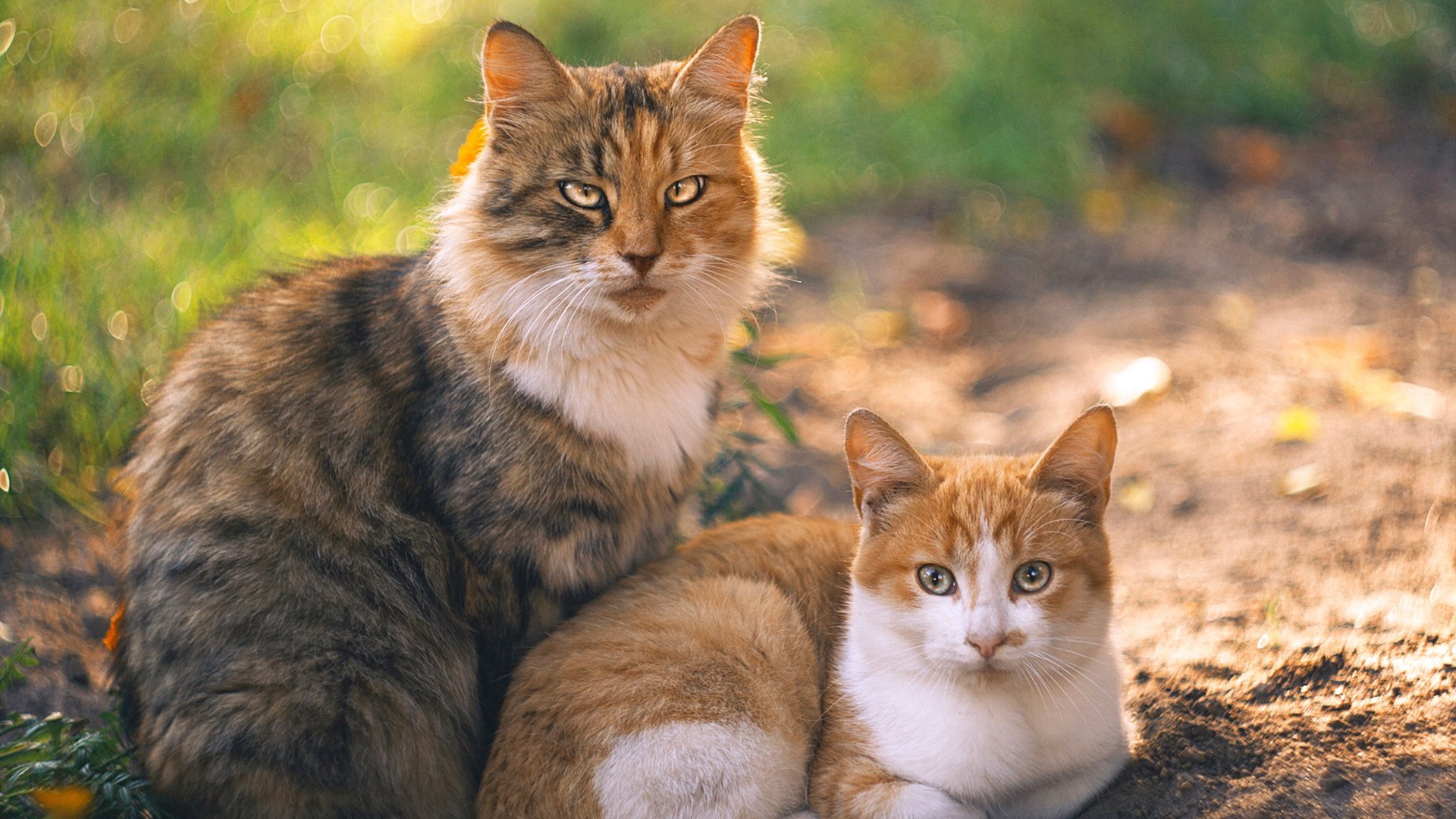 爱游戏体育-压力淬炼真金，范弗利特爆发助步行者大胜北京队