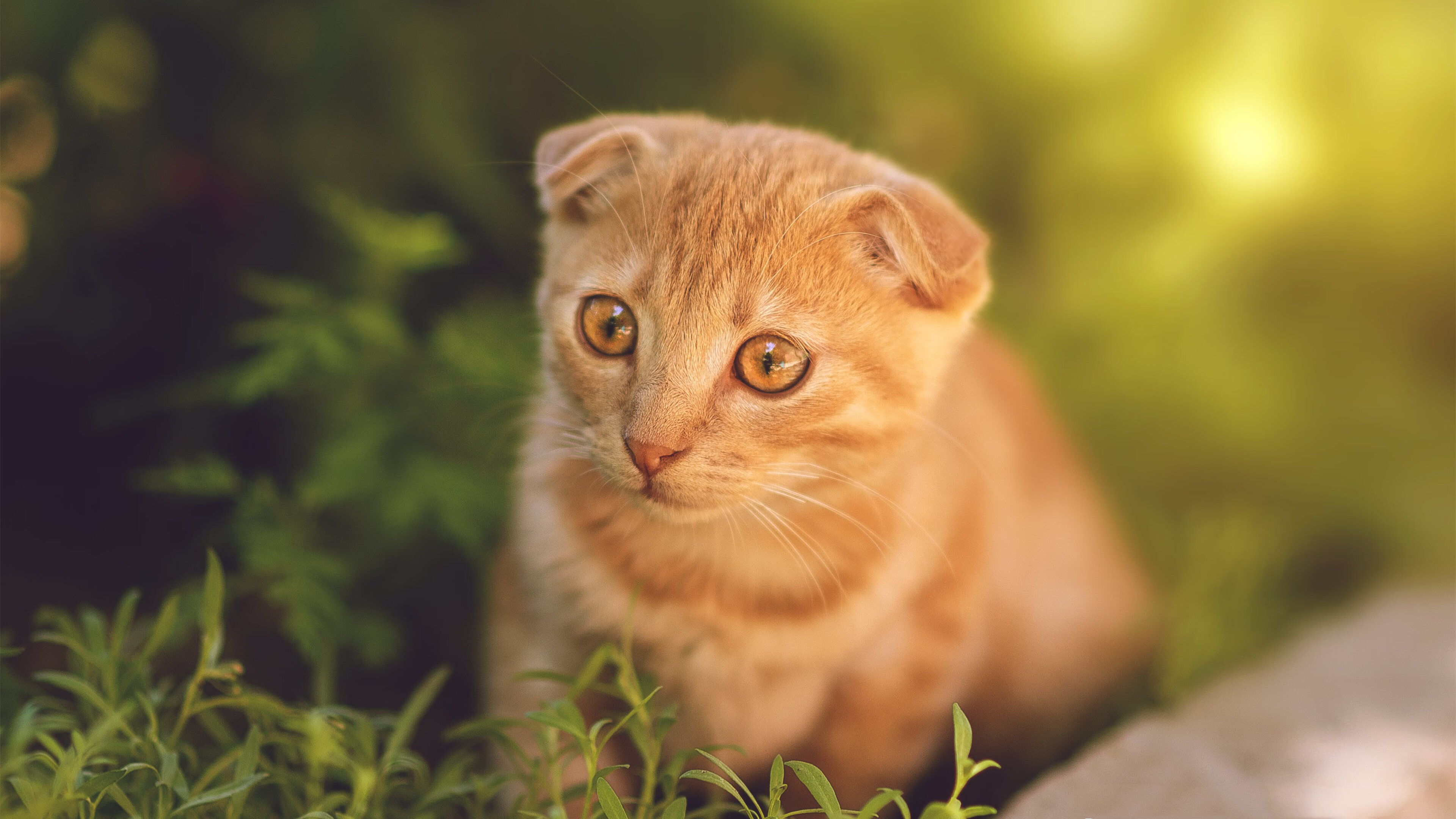 破壁，当拉梅洛在库里面前投出那颗三分